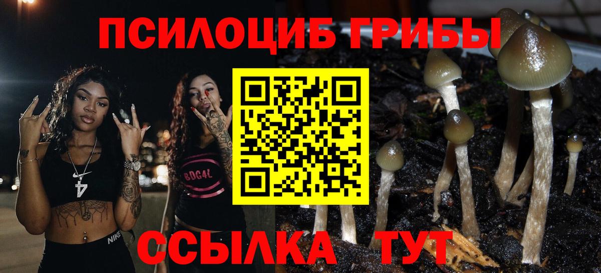 Галлюциногенные грибы Cubensis  где продают   Сертолово  Вход с VPN 